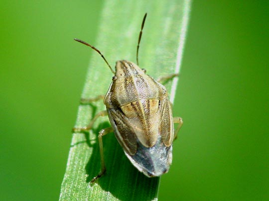 Aelia sp.