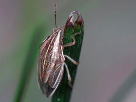 Aelia sp.