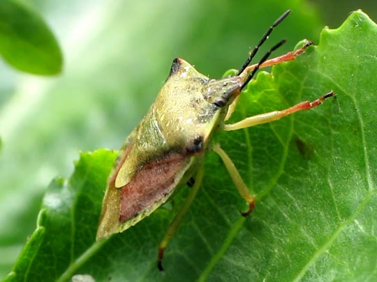 Carpocoris