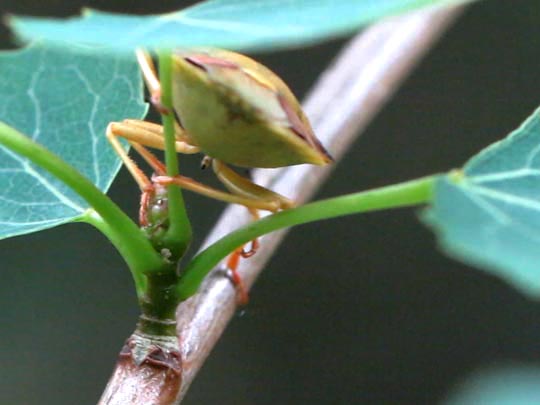 Carpocoris