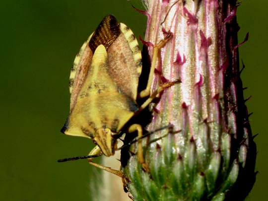 Carpocoris