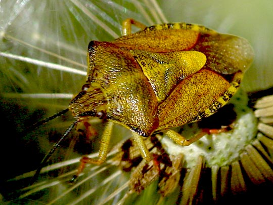 Carpocoris sp.