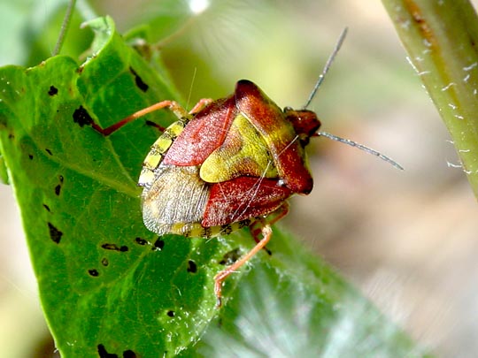 Carpocoris sp.