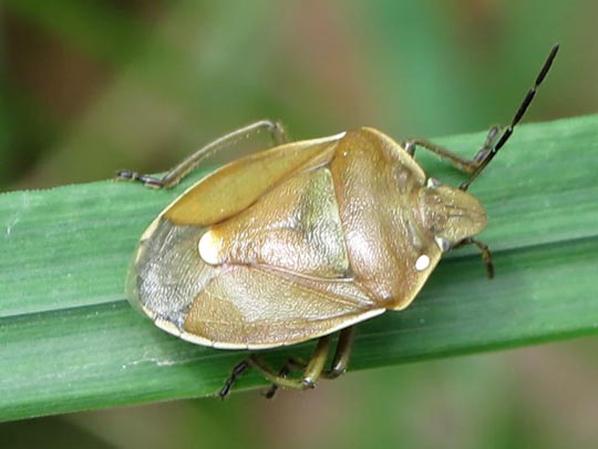 Chlorochroa juniperina