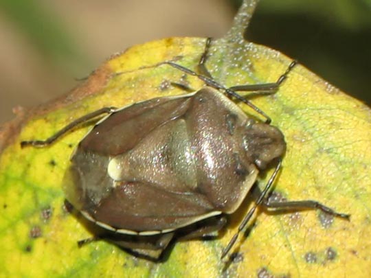 Chlorochroa sp.