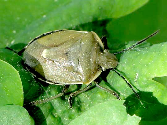 Chlorochroa pinicola