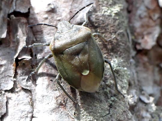 Chlorochroa pinicola