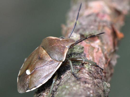 Chlorochroa pinicola