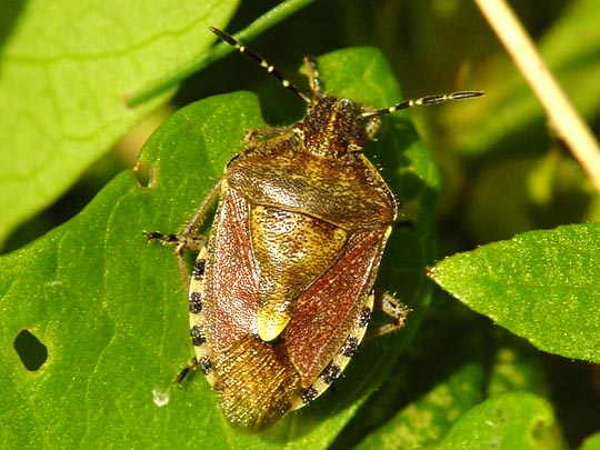 Dolycoris baccarum, Beerenwanze