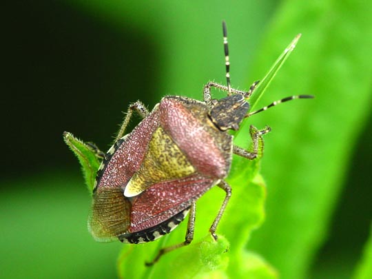 Dolycoris baccarum, Beerenwanze