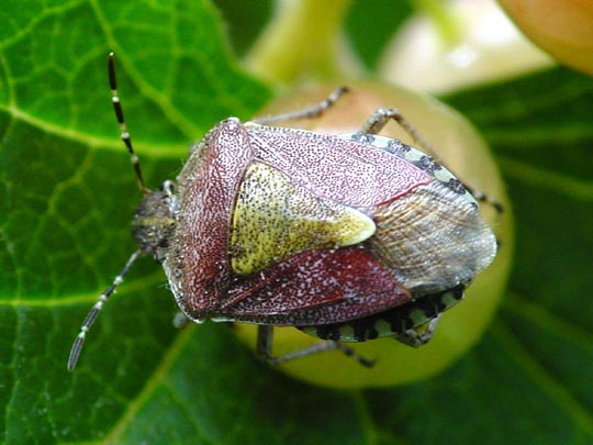 Dolycoris baccarum, Beerenwanze