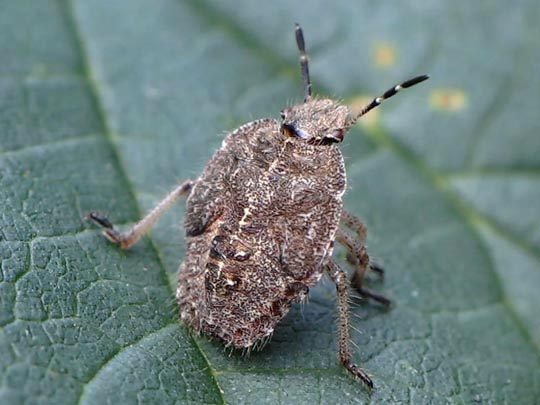 Dolycoris baccarum, Beerenwanze, Larve