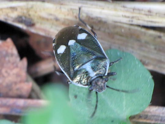 Kohlwanze, Eurydema oleracea