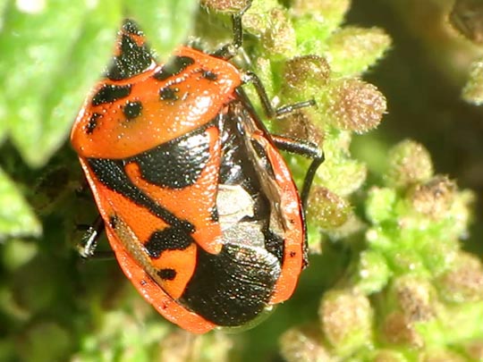 Eurydema ornata