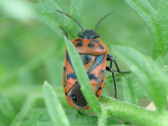 Eurydema ornata