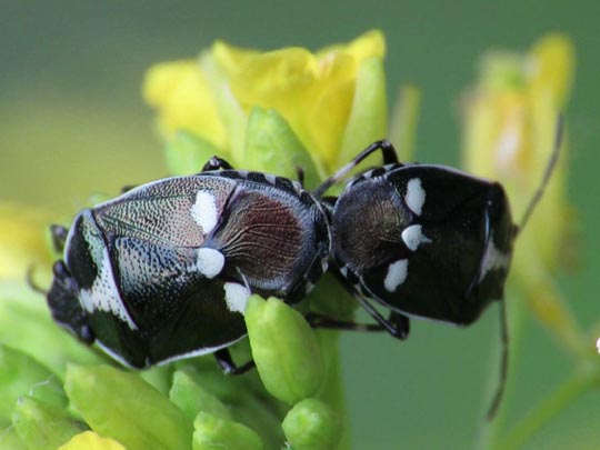 Kohlwanze, Eurydema oleracea