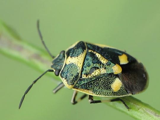 Kohlwanze, Eurydema oleracea