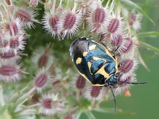 Kohlwanze, Eurydema oleracea