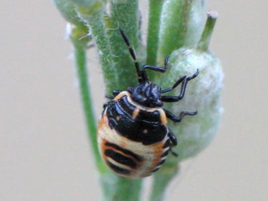 Eurydema ornata