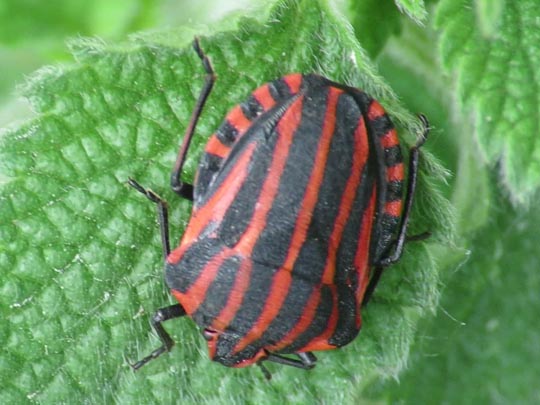 Streifenwanze, Graphosoma lineatum