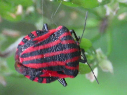 Streifenwanze, Graphosoma lineatum