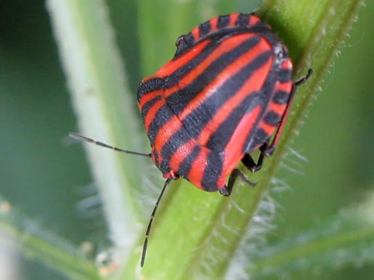 Streifenwanze, Graphosoma lineatum