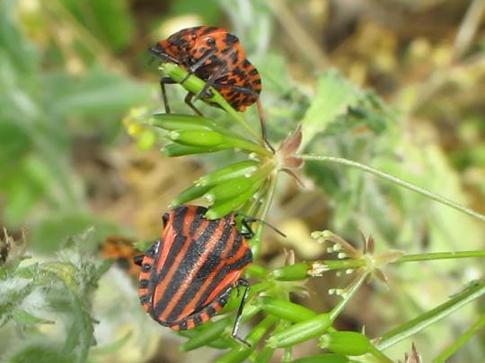 Streifenwanze, Graphosoma lineatum