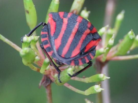 Streifenwanze, Graphosoma lineatum