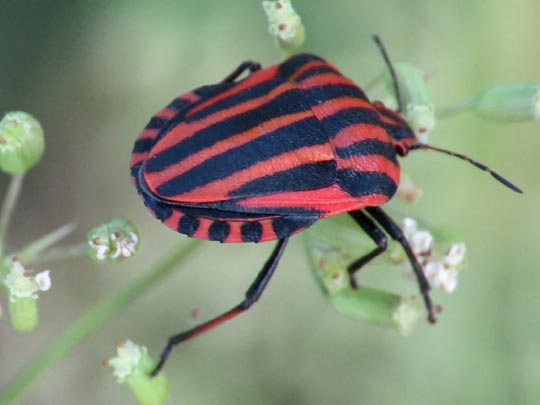 Streifenwanze, Graphosoma lineatum