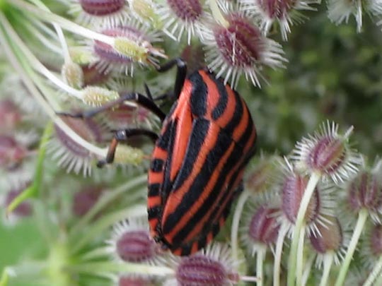 Streifenwanze, Graphosoma lineatum