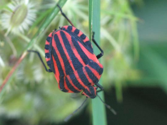 Streifenwanze, Graphosoma lineatum