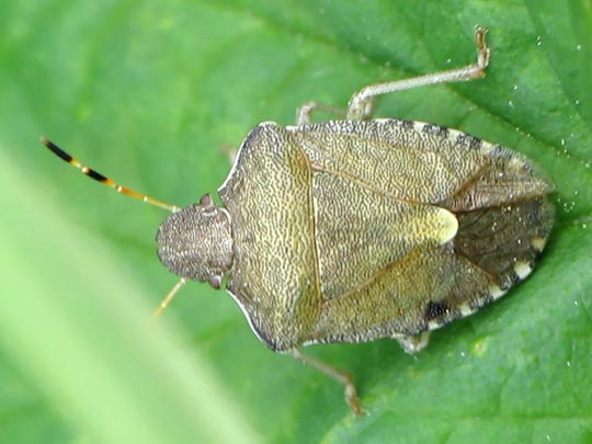 Peribalus vernalis