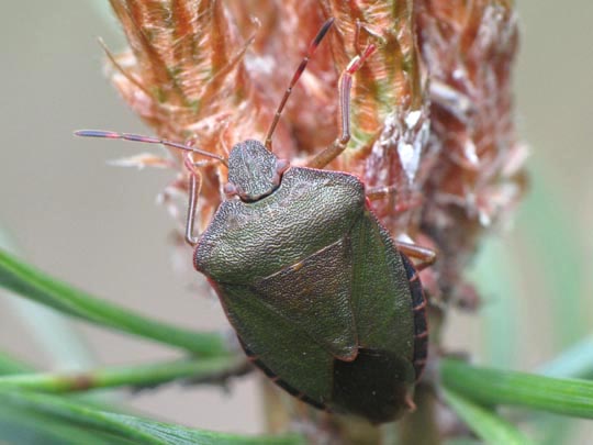 Palomena prasina, Gemeine Grüne Stinkwanze