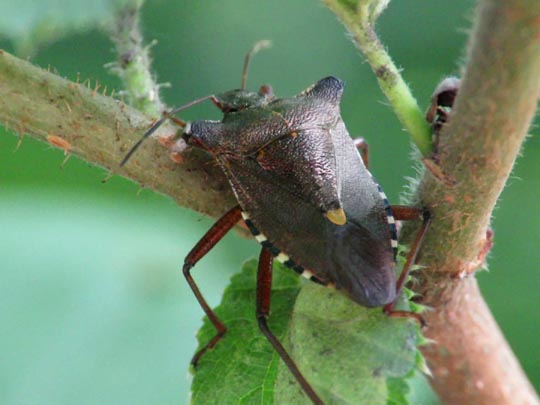 Rotbeinige Baumwanze, Pentatoma rufipes