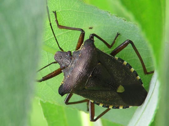 Rotbeinige Baumwanze, Pentatoma rufipes