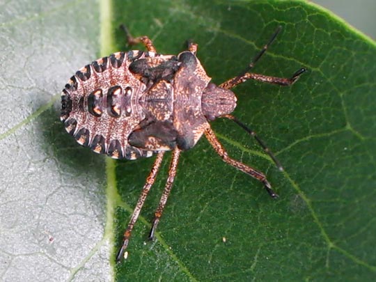 Rotbeinige Baumwanze, Pentatoma rufipes