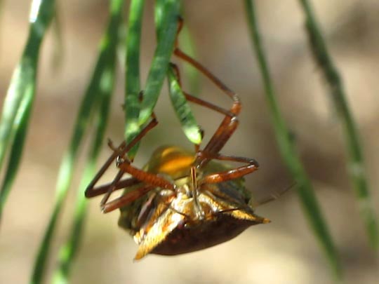 Rotbeinige Baumwanze, Pentatoma rufipes