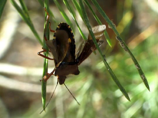 Rotbeinige Baumwanze, Pentatoma rufipes