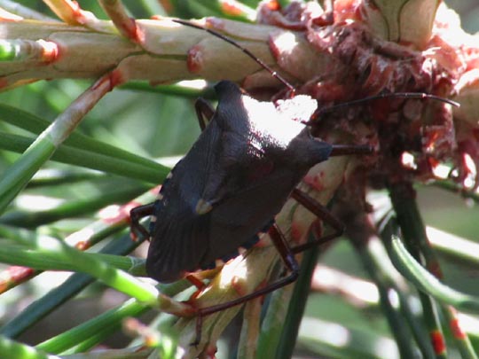 Rotbeinige Baumwanze, Pentatoma rufipes