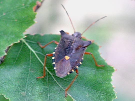 Rotbeinige Baumwanze, Pentatoma rufipes