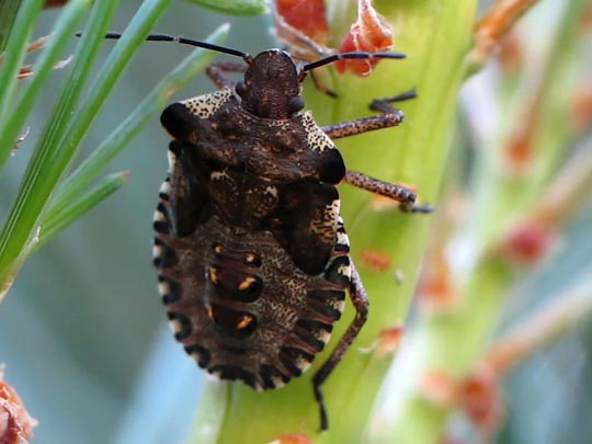 Rotbeinige Baumwanze, Pentatoma rufipes