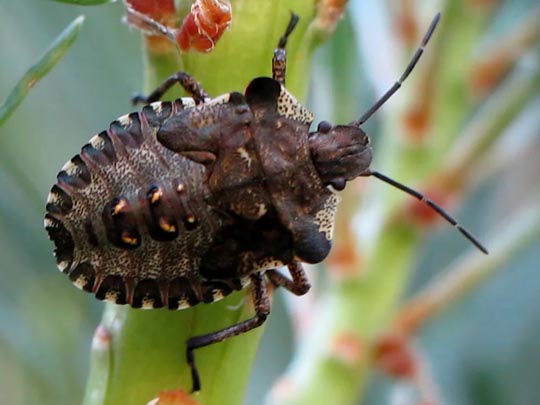 Rotbeinige Baumwanze, Pentatoma rufipes