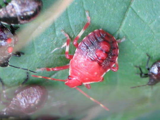 Picromerus bidens, Zweizähnige Dornwanze, Larve