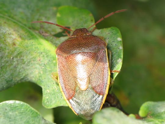 Piezodorus lituratus, Ginsterwanze