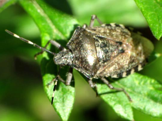 Rhaphigaster nebulosa, Graue Gartenwanze