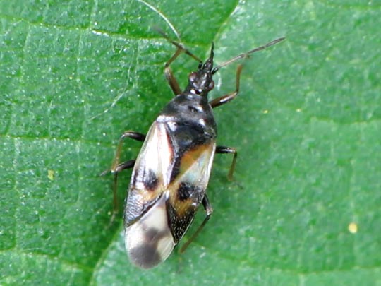 Anthocoris nemorum