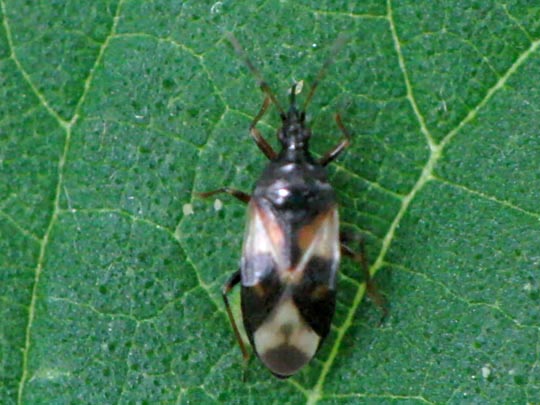 Anthocoris nemorum