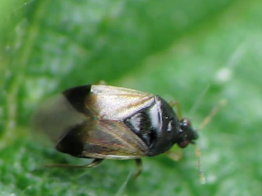 Orius sp.