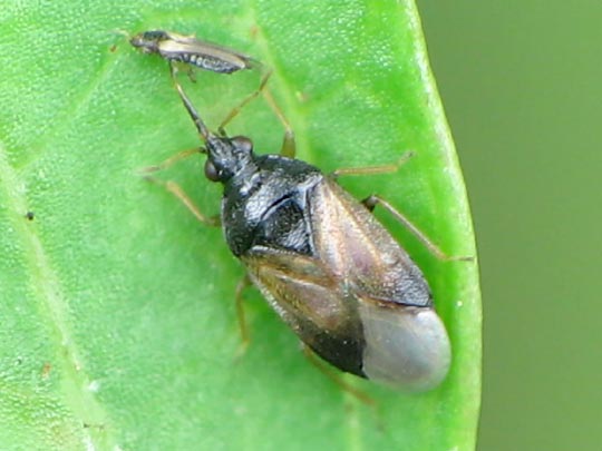 Orius sp.