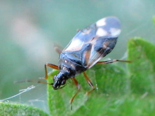 Anthocoris nemorum